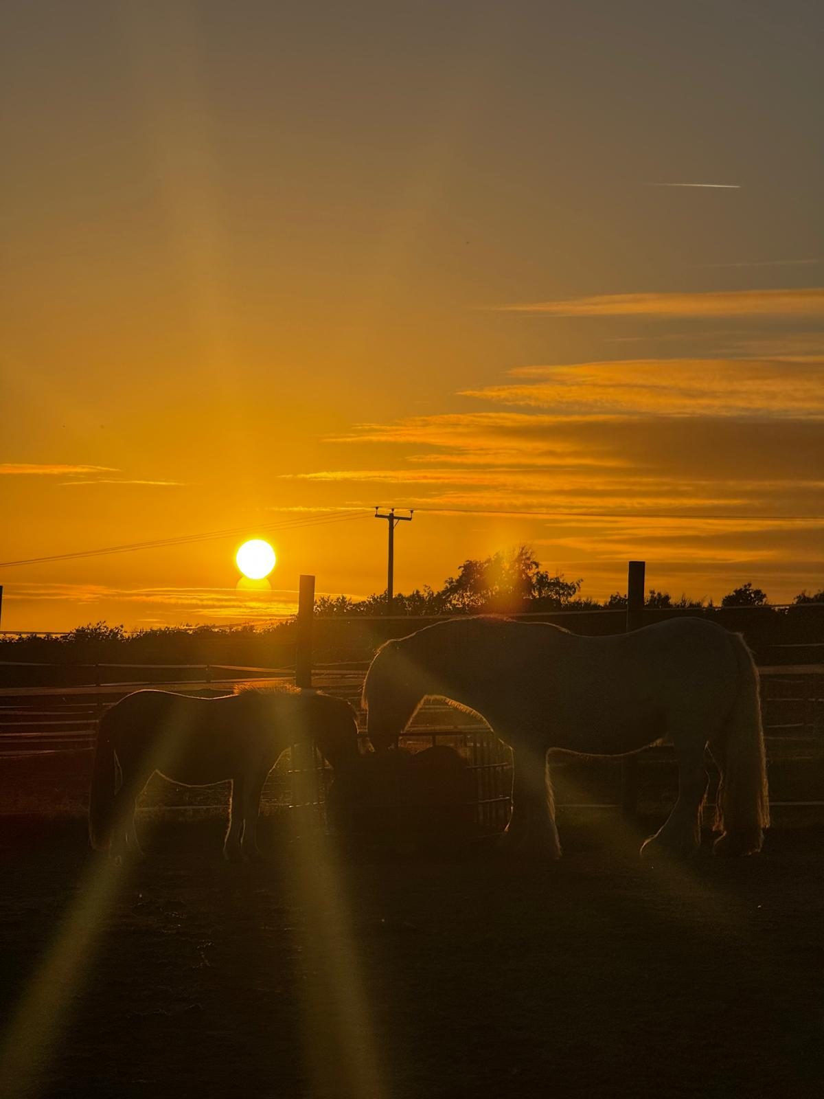 Two horses silhouetted at the hay feeder at sunset